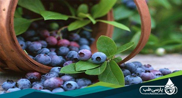 قره قات : گیاهی برای درمان عفونت‌های معده