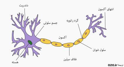 ساختمان دستگاه اعصاب خواندنی ها