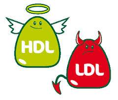 تفاوت بین کلسترول خوب (HDL)‌ و کلسترول بد (LDL)