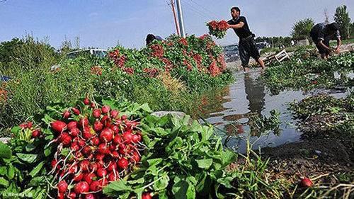 آبیاری 1500 هکتار از مزارع کشاورزی با فاضلاب