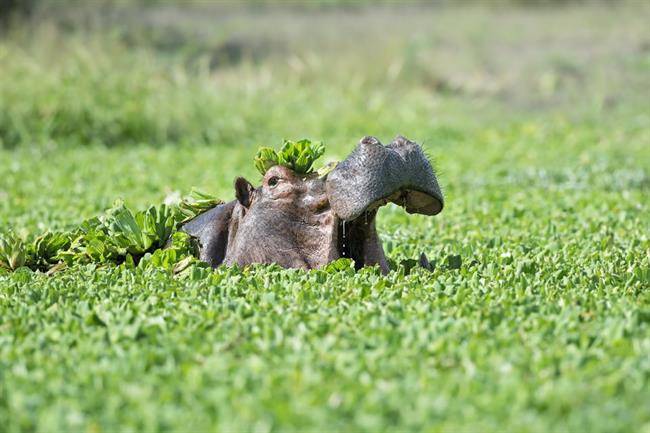 پارک ملی ساوث لوآنگا South Luangwa National Park در زامبیا