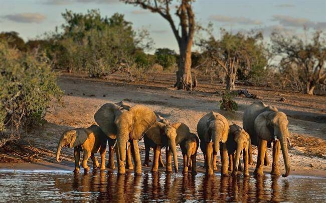 پارک ملی چوب Chobe National Park در بوتسوانا