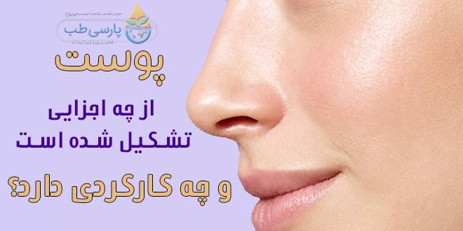 ساختمان پوست انسان: از چه اجزایی تشکیل شده است و چه کارکردی دارد؟