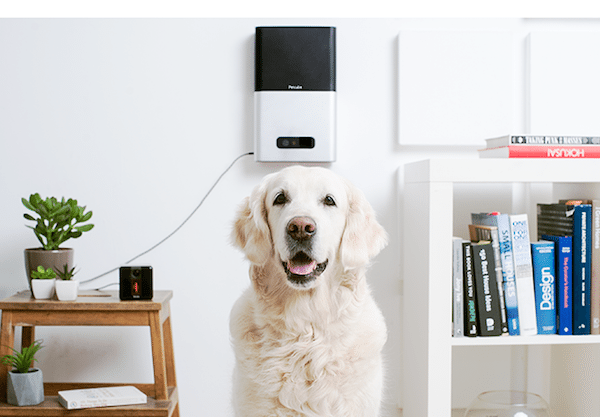 Petcube
