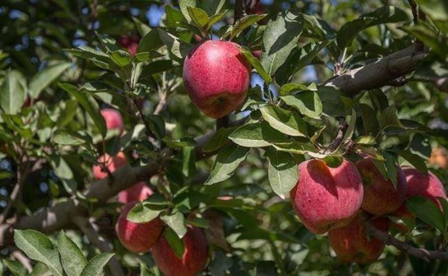 راغه قطب اول تولید سیب در آذربایجان شرقی