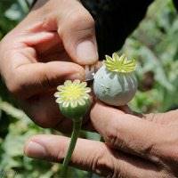 کاهش تولید مواد مخدر در افغانستان به نفع ما نیست