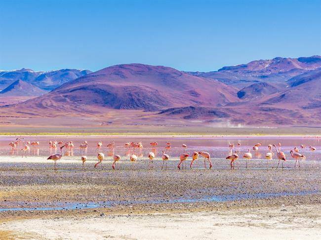 مشاهده کردن فلامینگوهای صورتی رنگ در دریاچه نمکی Laguna Colorada