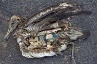 هشدار؛ سالانه 100 هزار حیوان در اثر تغذیه پلاستیک می‌میرند!