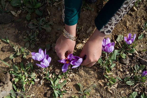 سیاست‌های ارزی،صادرات رسمی زعفران را 45درصد کاهش داد/افزایش قاچاق