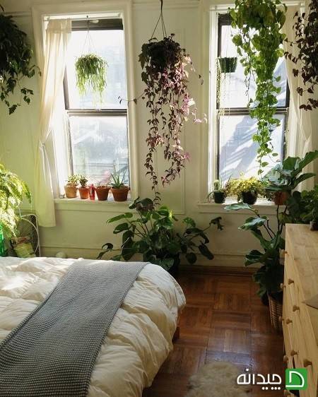 نگهداری از گیاهان در خانه های کم نور