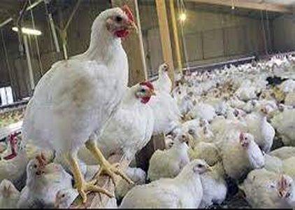 آغاز واکسیناسیون مرغ‌های تخم‌گذار در ایران