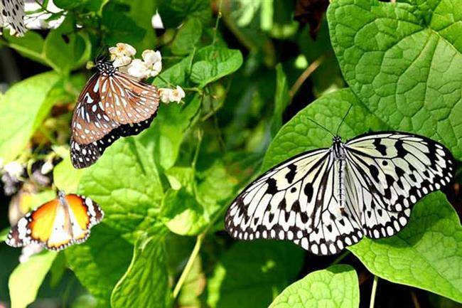 باغ های پروانه و عالم حشرات