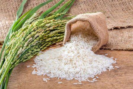 کشت برنج جز در شمال ممنوع