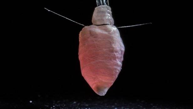 شبیه‌سازی قلب با استفاده از سلول‌های انسان