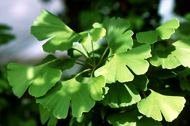 گینگکوها (Ginkgos)