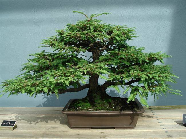 موزه ی بونسای یا Starr Bonsai Museum