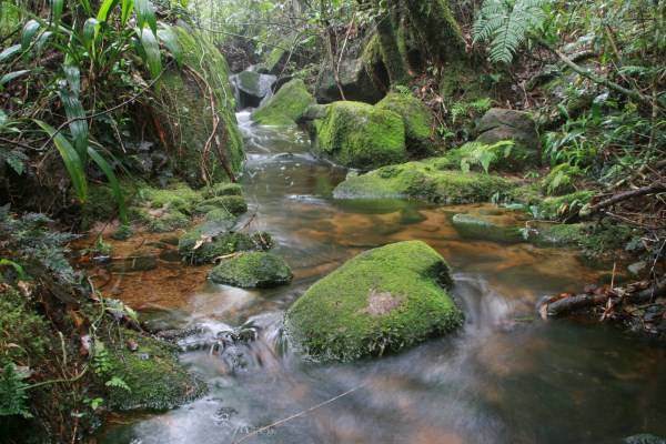 جنگل حرای آ او لاک (Ao Luk Mangroves)