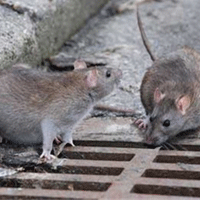 وقتی موش‌ها در زلزله جولان می‌دهند