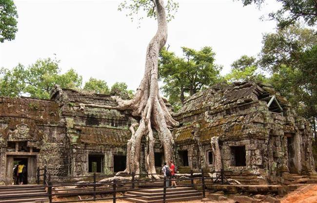 معبد افسانه ای Ta Prohm در سم ریپ کامبوج