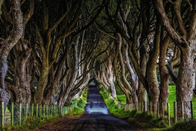 جنگل افسانه ای و وحشتناک The Dark Hedges در ایرلند شمالی
