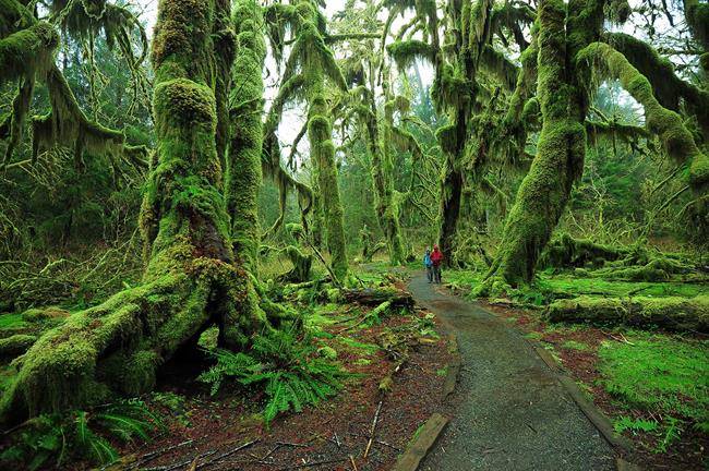 جنگل افسانه ایHoh Rain Forest در واشنگتن آمریکا