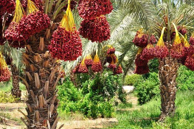 اوسیس العین (al ain oasis)