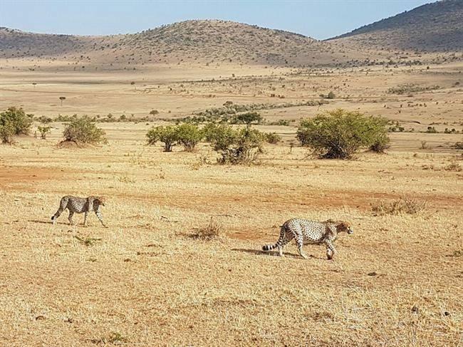 طبیعت ماسایی مارا