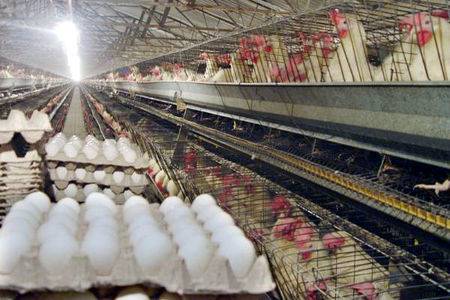مرغ را افزایش قیمت جهانی خوراک گران کرد/ احتمال واردات تخم مرغ برای تعادل بازار