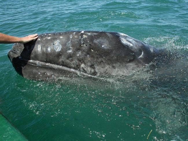 نهنگ های خاکستری در تالاب سن منگاریو، مکزیک