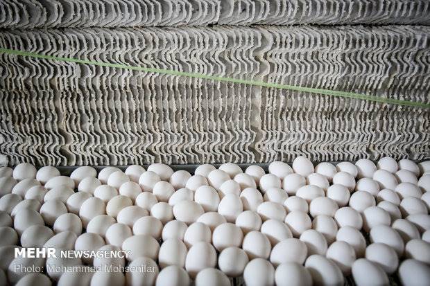 انتقاد از تصمیم دولت برای واردات تخم مرغ/آیا دستی پشت کار است؟