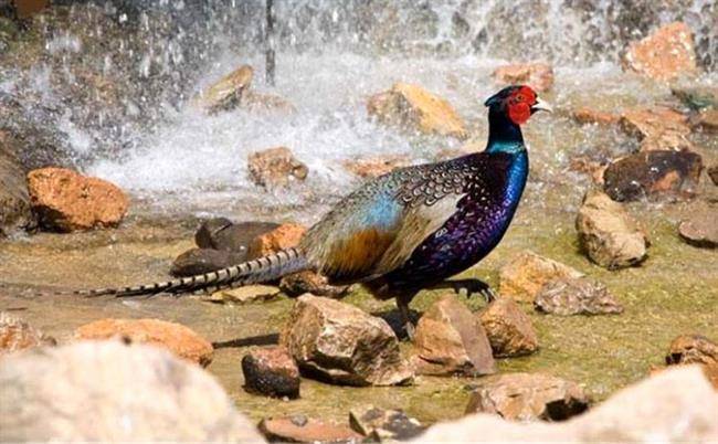 باغ پرندگان