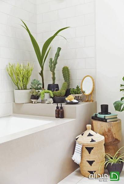 گیاهان مناسب برای حمام و سرویس بهداشتی
