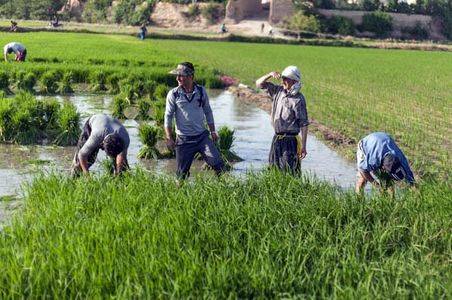 شالیکاران بی‌خیال کشت دوم شوند