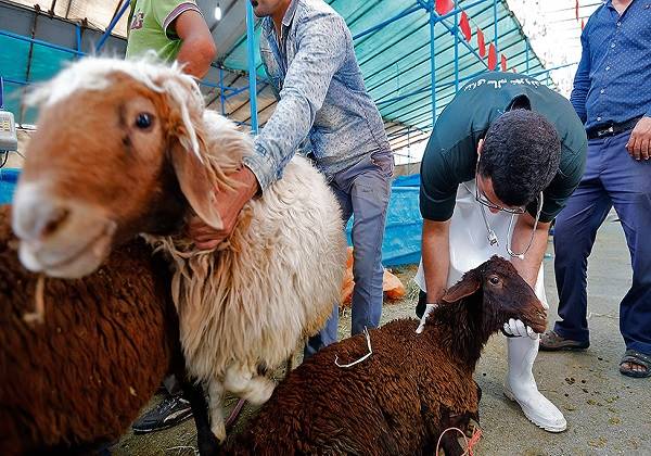 ذبح دام در منازل باعث انتشار بیماری می‌شود