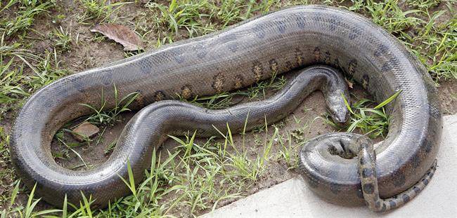 مار آناکوندا (anaconda)