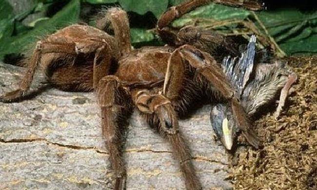 عنکبوت غول پیکر پرنده خوار (giant spider bird eater)