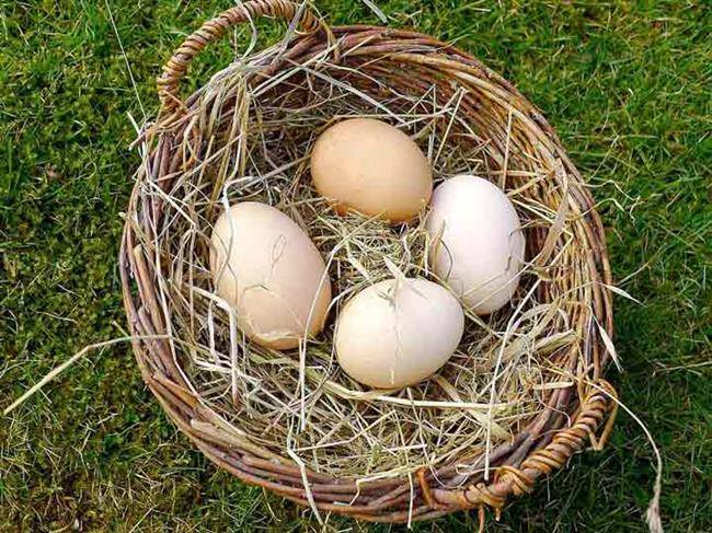 خواص تخم مرغ در تخم مرغ محلی یا غنی‌شده بیشتر است