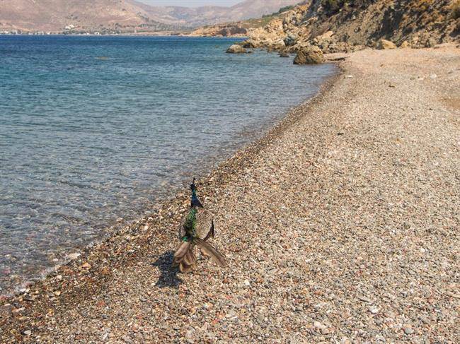 زیباترین ساحل جزایر یونان در Naxos است