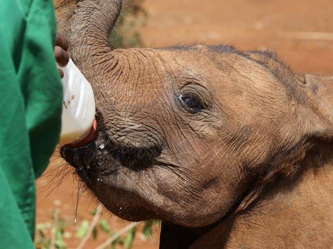 بنیاد David Sheldrick Wildlife Trust