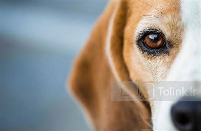 6 حقیقت جالب درباره چشم‌های سگ شما