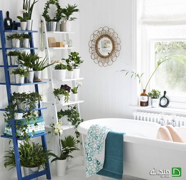 گیاهان مناسب برای حمام و سرویس بهداشتی