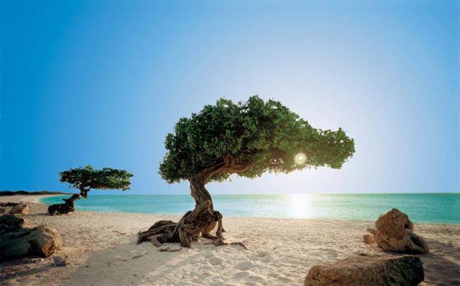  جزیره کوچک آروبا در جنوب کارائیب