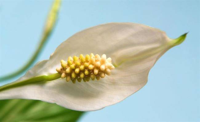 اسپاتی فیلوم با گل‌هایی سفید و بینظیر