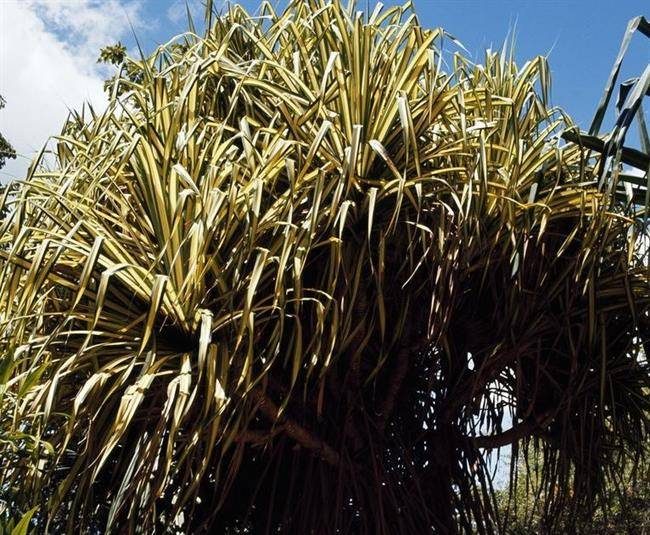 پاندانوس این گیاه مقاوم با برگ‌های خنجری