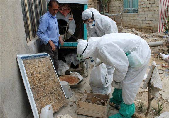 9 استان درگیر آنفلوآنزای حاد پرندگان