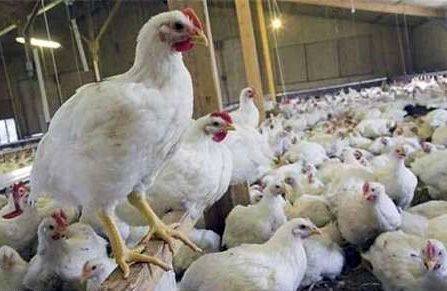 تلفات 40میلیونی پرندگان بر اثر آنفلوآنزای پرندگان