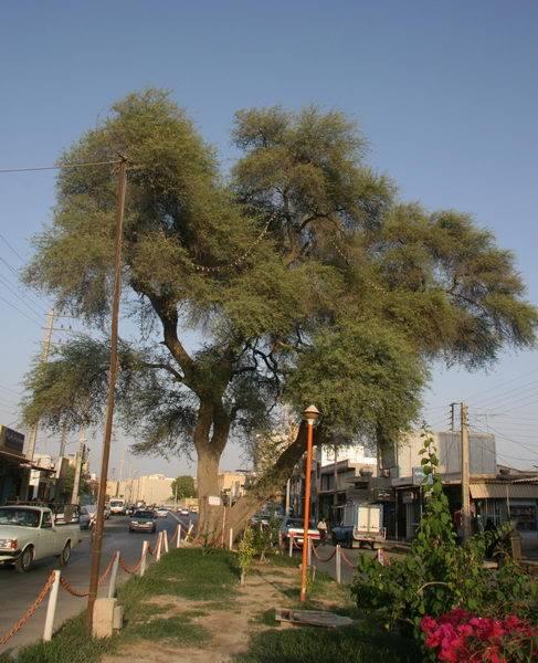 کرت کهنسال بوشهر