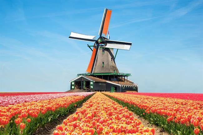 باغ های Keukenhof آمستردام