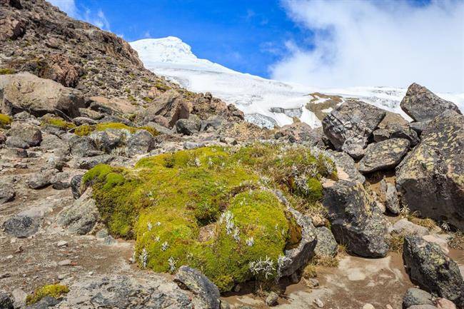 Cayambe