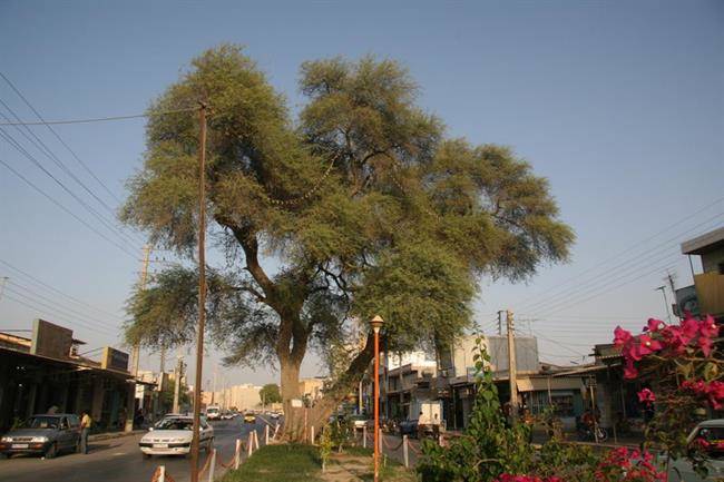 ثبت ملی درخت چش در بوشهر